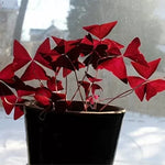 Луковици на Кралска детелина, Оксалис (Oxalis Triangularis) - 250 бр.
