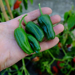 Падрон (Padron) - 25 семян