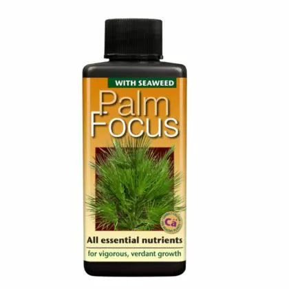 Palm Focus - тор за палмови растения