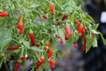 Pikito - 15 pcs seeds