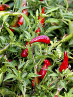 Piment de la Bresse (Piment de la Bresse) - 15 buc. semințe