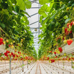 AGRO ECA PROTECT Agro Smart Lab – биостимулатор за професионални и биологични култури