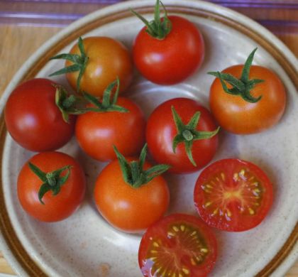 Semințe de roșii cherry „Miere mexicană” (Miel du Mexique) – 15 buc.