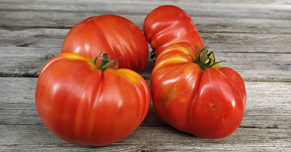 Семена от домати сорт "Гигант XXL" (Gigante Pomodoro XXL) 5 бр