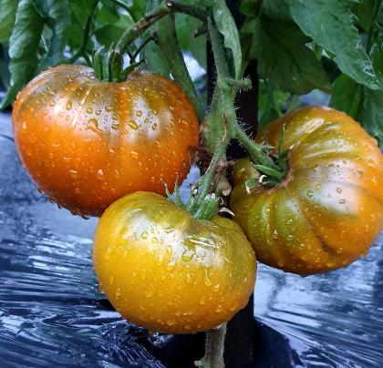 Semințe de tomate „Brown Derby Mix” – 15 buc.
