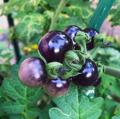 Семена от чери домати сорт "Боровинка" (Blue Berries) 10 бр