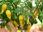 Хабанеро Лимон (Habanero Lemon) - 15 бр. семена