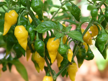 Хабанеро Лимон (Habanero Lemon) - 15 бр. семена