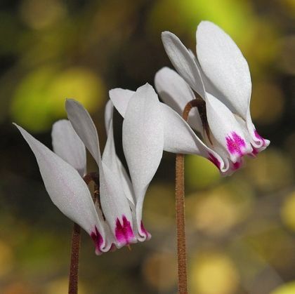 Разсад на Бяло-розова Циклама (Cyclamen cyprium) - 1 растение