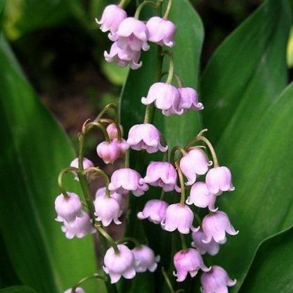 Bulb de lăcrămioară roz (Convallaria majalis Rosea) - 1 buc.