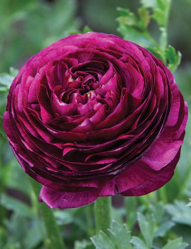 Луковици на Лилав Ранункулус / Азиатско Лютиче (Ranunculus asiaticus) - 10 бр.