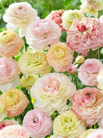 Mix „Pastel” de bulbi de ranunculus (Ranunculus asiaticus) – 10 buc.