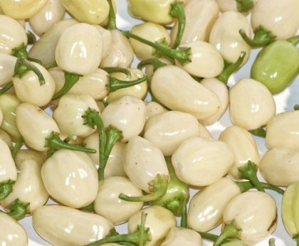 Habanero White / White Molly - 15 pcs seeds