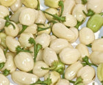 Habanero White / White Molly - 15 pcs seeds