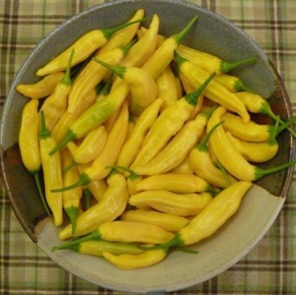 Aji Pineapple Hot Pepper Seeds - 15 pcs