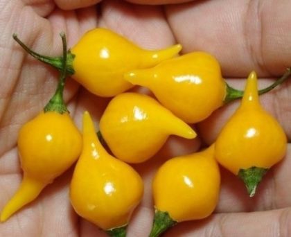 Yellow Biquinho (Biquinho Amarela) - 15 Seeds