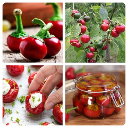 Spicy Cherry (Ciliegia Piccante) - 50 pcs (±) seeds