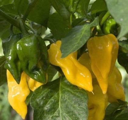 Lemon (Limon) - 15 pcs seeds