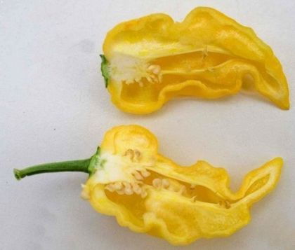 Lemon (Limon) - 15 pcs seeds