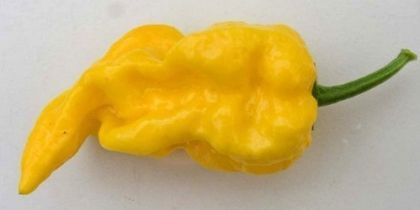 Lemon (Limon) - 15 pcs seeds
