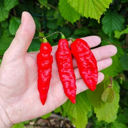 Бхут Джолокия (Bhut Jolokia) - 10 бр. семена
