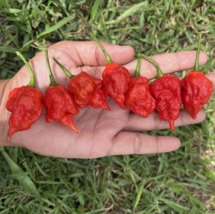 Тринидад Скорпион Моруга Бленд (Trinidad Scorpion Moruga Blend) - 5 бр. семена