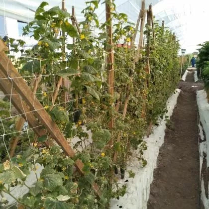 Professional Support Net for Climbing Plants, 2.04 m x 1000 m