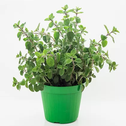 Oregano - 3750 buc. (±) / 0.5 g semințe