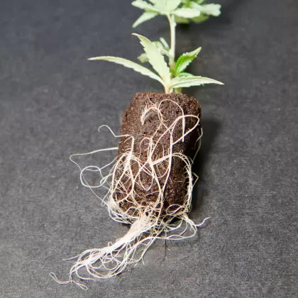 GT Root Riot 100 pcs - rooting and germination cubes