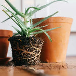 GT Root Riot 100 pcs - rooting and germination cubes