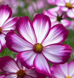 Garden Cosmos Picotee (Cosmos bipinnatus "Picotee") - 300 pcs / 2g seeds