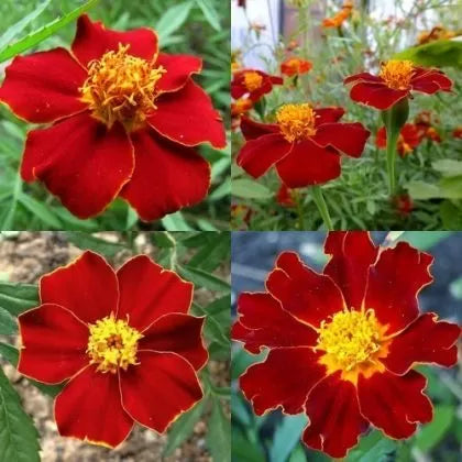 Tagetes Linnaeus / crăiță (Tagetes patula Linnaeus) – 250 buc. (±) / 1 g semințe