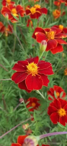 French Marigold (Tagetes patula Linnaeus) – 250 pcs (±) / 1 g Seeds