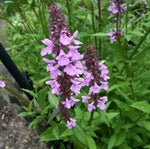 Marshmallow (Althaea officinalis) - 1 g Seeds