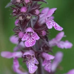 Marshmallow (Althaea officinalis) - 1 g Seeds