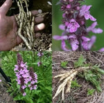 Marshmallow (Althaea officinalis) - 1 g Seeds