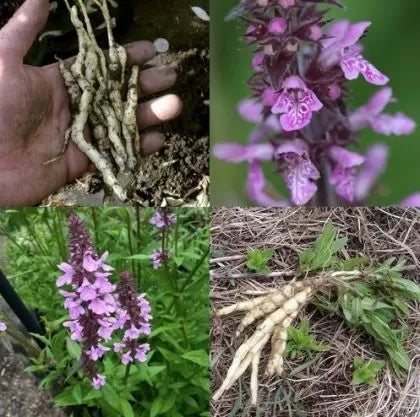 Marshmallow (Althaea officinalis) - 1 g Seeds