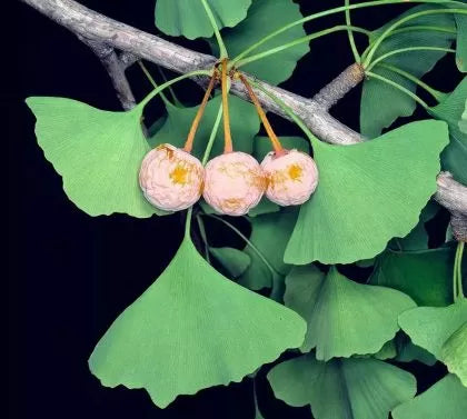 Ginkgo Biloba - 10 Seeds