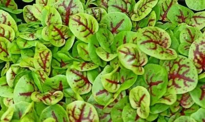 Семена от Кървав киселец (Red Veined Sorrel) 5 гр