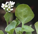 Cochlearia (Cochlearia officinalis) - 1 g seeds