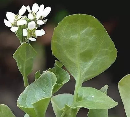 Cochlearia (Cochlearia officinalis) - 1 g seeds
