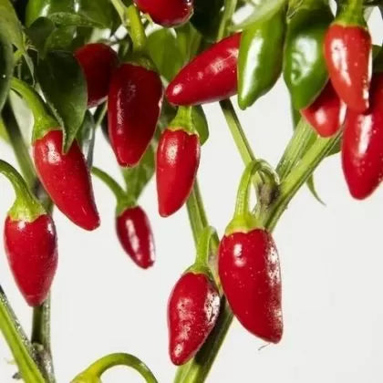 Ахи Пиканте де Еузебио (Aji Picante de Eusebio) - 15 бр. семена