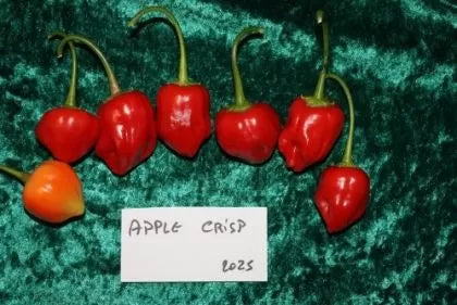 Епъл крисп (Apple Crisp) - 15 бр. семена