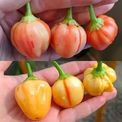 Piersică dungată (Peppapeach Stripey) - 10 buc. semințe