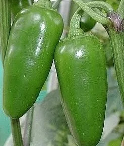 Халапеньо ранно (Jalapeno Early) - 25 бр. семена