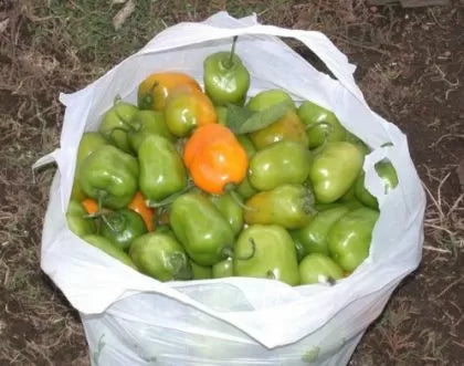 Рокото пипер микс (Rocoto pepper Mix) - 15 бр. семена