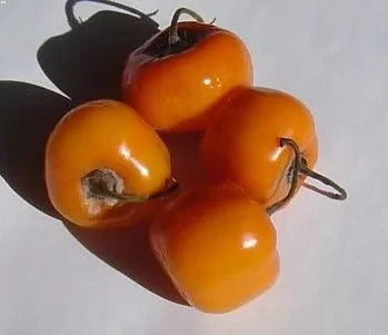 Рокото пипер микс (Rocoto pepper Mix) - 15 бр. семена