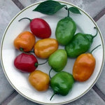 Рокото пипер микс (Rocoto pepper Mix) - 15 бр. семена