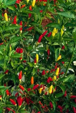 Rawit / Tabasco (Rawit / Tabasco) - 25 semințe