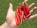 Rawit / Tabasco (Rawit / Tabasco) - 25 semințe